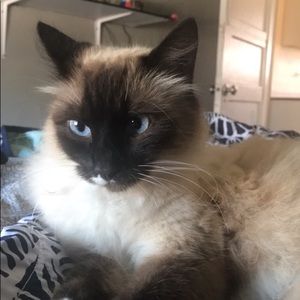 Meet your Posher, Yoly